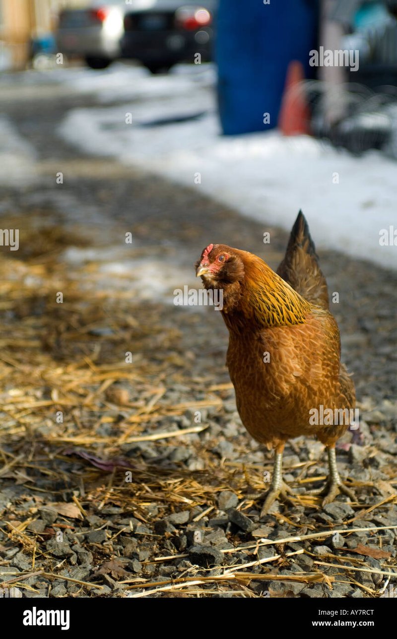Chique gokkast: Een kijkje achter de schermen van Chicken Road - overview